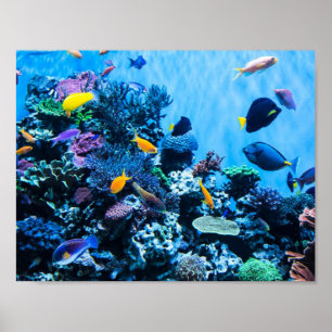 Aquarium-Poster Poster