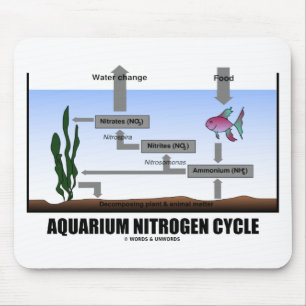 Aquarium Stikstofcyclus (Ecologie) Muismat