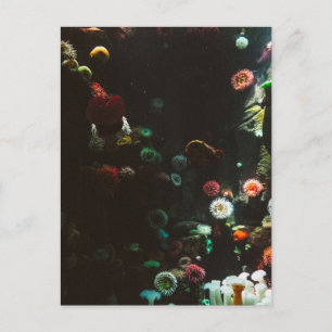 Aquarium van Canada, Toronto, Canada Briefkaart
