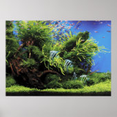Aquarium van Freshwater Angelfish Poster (Voorkant)