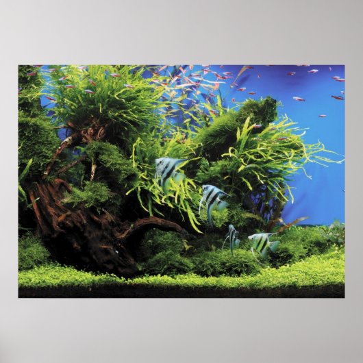 Aquarium van Freshwater Angelfish Poster (Voorkant)
