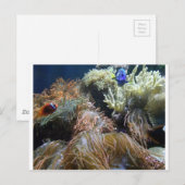 Aquarium vis briefkaart (Voorkant / Achterkant)