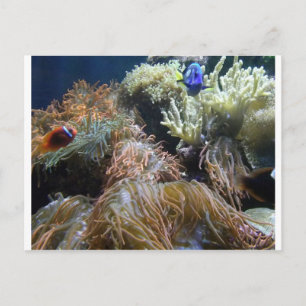 Aquarium vis briefkaart