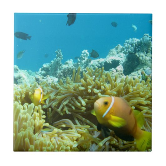 Aquarium vis tegeltje (Voorkant)