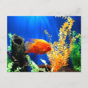 aquarium vistank briefkaart