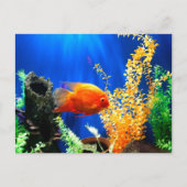 aquarium vistank briefkaart (Voorkant)
