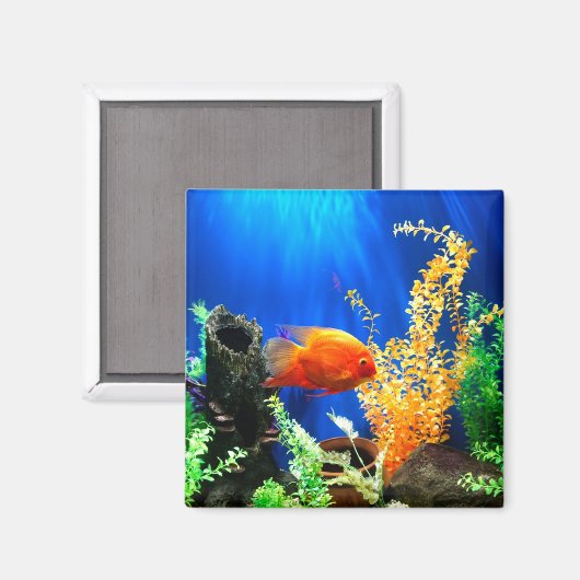 aquarium vistank magneet (Voorkant / Achterkant)
