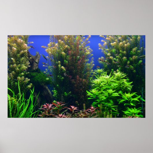 Aquarium voor aquarium Achtergrond Poster (Voorkant)
