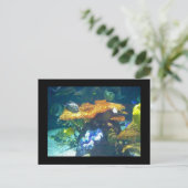 Aquariumkaart Briefkaart (Staand voorkant)