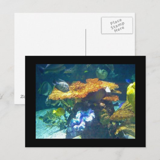 Aquariumkaart Briefkaart (Voorkant / Achterkant)