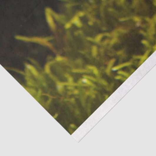 aquariumlionistisch weefselpapier tissuepapier (Detail)