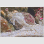 aquariumseahordepapier tissuepapier (Voorkant)