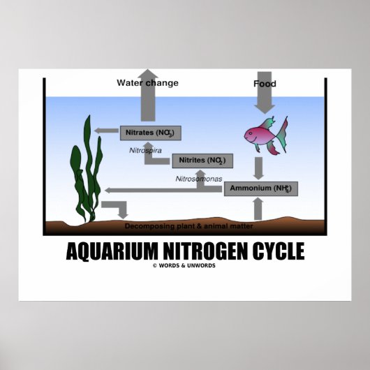 Aquariumstikstof-cyclus (ecologie) poster (Voorkant)