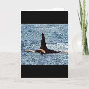Aquarius Orca Aanpasbare Westkust Orka Kaart