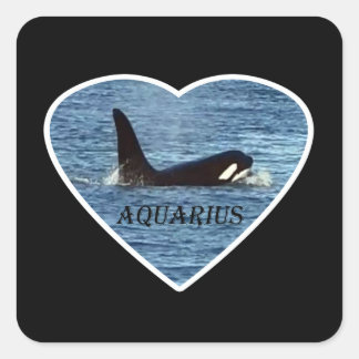 Aquarius Orca Killer Whale Vierkante Sticker