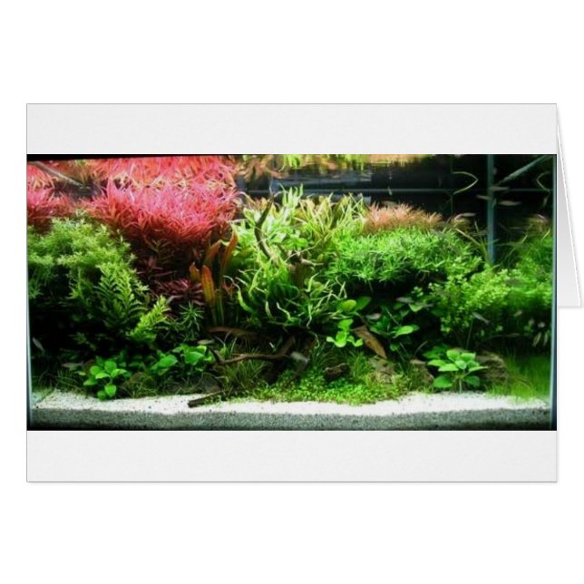 Aquascape (Voorkant Horizontaal)