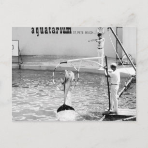 Aquatarium St. Pete Beach Florida, Dolphin Briefkaart