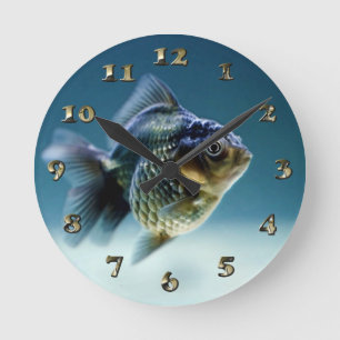 Aquatic Fish Carassius Ronde Klok