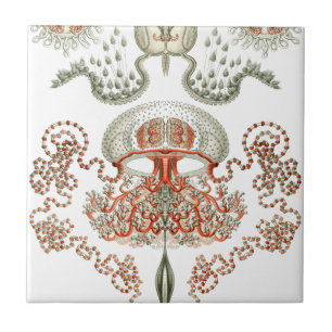 Aquatic Life ~ Haeckel ~ Jellyfish Ceramics Tegeltje