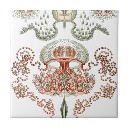 Aquatic Life ~ Haeckel ~ Jellyfish Ceramics Tegeltje (Voorkant)