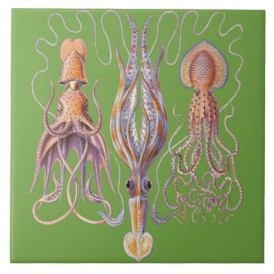 Aquatic Life Haeckel Octopus Ceramics Tegeltje