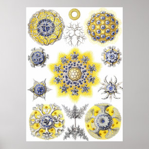 Aquatic Macro Life ~ Haeckel ~ Aomba Poster
