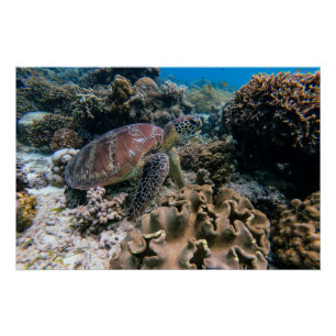 Aquatic Nautical Photography Marine Animal Photogr Perfect Poster