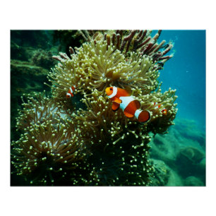 Aquatic Nautical Photography Marine Animal Photogr Perfect Poster