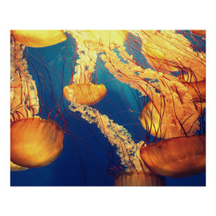 Aquatic Nautical Photography Marine Animal Photogr Perfect Poster