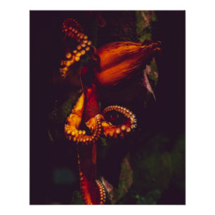 Aquatic Nautical Photography Marine Animal Photogr Perfect Poster