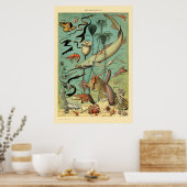  aquatisch leven door Adolphe Millot Poster (Keuken)