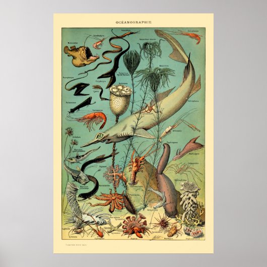  aquatisch leven door Adolphe Millot Poster (Voorkant)