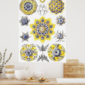 Aquatisch macroleven ~ Haeckel ~ Amoeba Poster (Keuken)