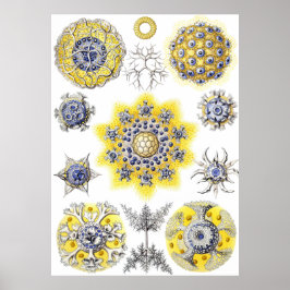 Aquatisch macroleven ~ Haeckel ~ Amoeba Poster