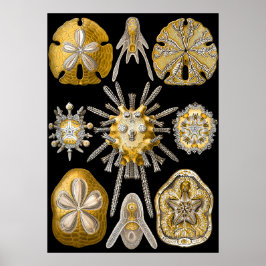 Aquatisch macroleven ~ Haeckel ~ Zee Urchins Poster