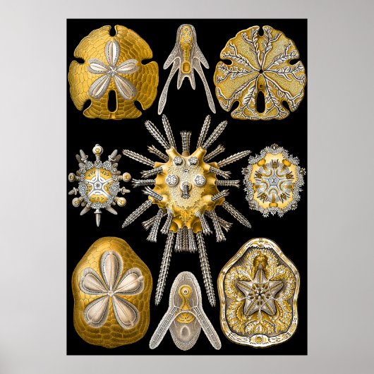 Aquatisch macroleven ~ Haeckel ~ Zee Urchins Poster (Voorkant)