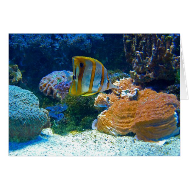 Aquatische Lanscape (Voorkant Horizontaal)