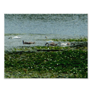 Aquatische Swans Foto Afdruk