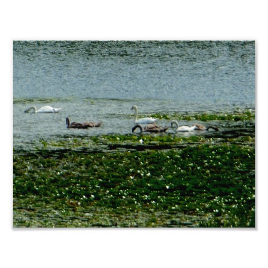 Aquatische Swans Foto Afdruk (Voorkant)