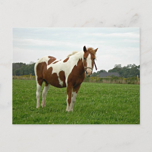 Aquebogue Painted Horse Briefkaart (Voorkant)
