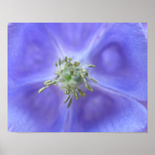 Aquilegia Bloem Print