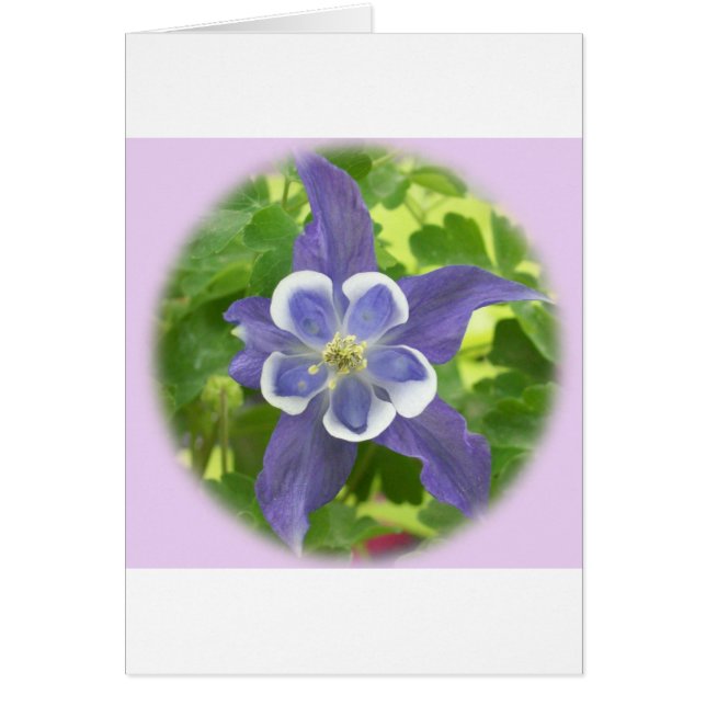 Aquilegia Columbine Flower Card (Voorkant)