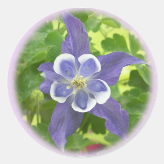 Aquilegia Columbine Flower Round Stickers (Voorkant)