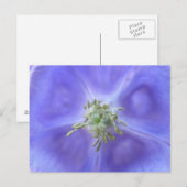 Aquilegia Flower Briefkaart (Voorkant / Achterkant)