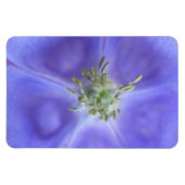 Aquilegia Flower Premium Magnet Magneet (Horizontaal)
