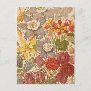 Aquilegia   George Nicholson Briefkaart