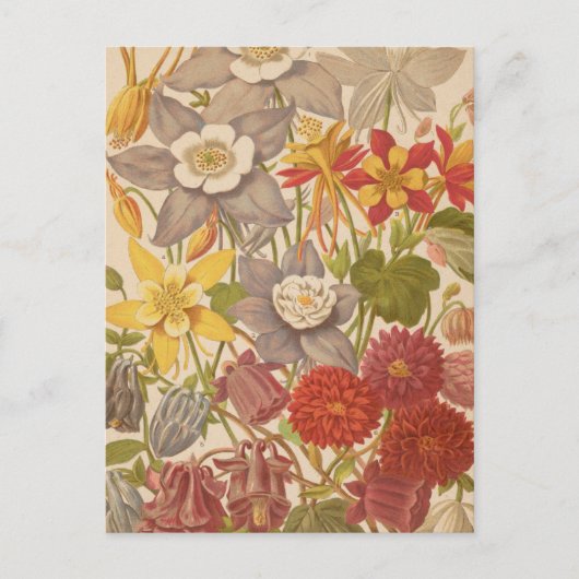 Aquilegia | George Nicholson Briefkaart (Voorkant)