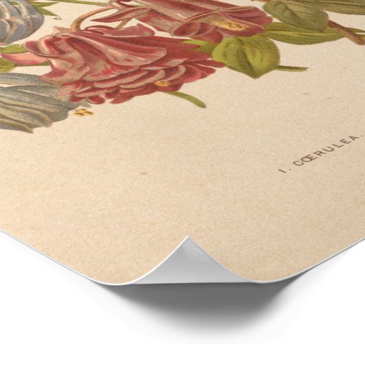 Aquilegia | George Nicholson Poster (Hoek)