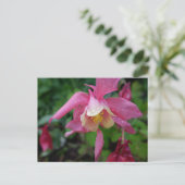 Aquilegia na de regen briefkaart (Staand voorkant)