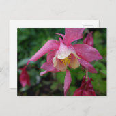 Aquilegia na de regen briefkaart (Voorkant / Achterkant)